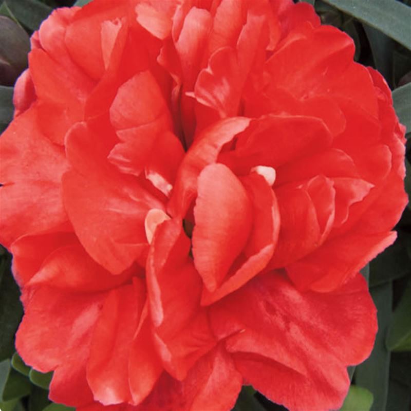 Capriccio red cherry® 